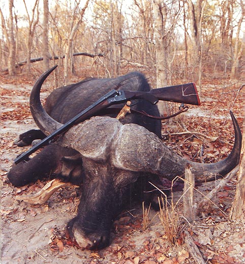 The author's bull with the Cogswell & Harrison .475 NE double rifle laying across the horns. 