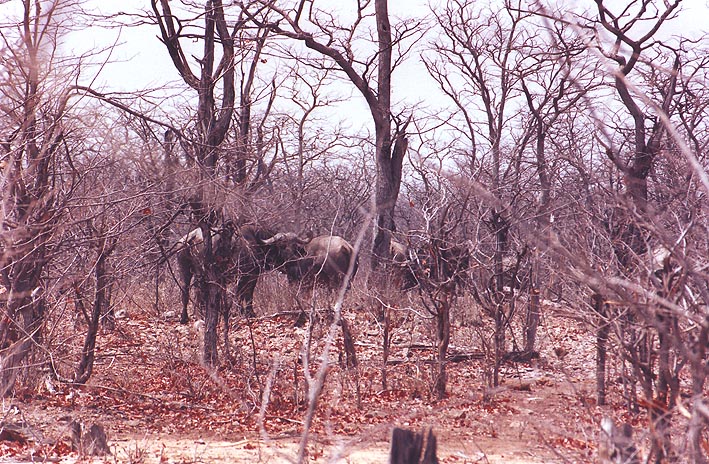 A herd of Cape buffalo scattered throughout the thornbush. 