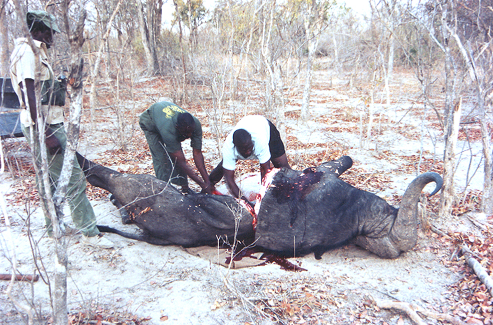 Nothing was wasted of the bull with all of the choice cuts taken back to the hunting camp and the rest donated to the staff of Chirisa Safari Area.